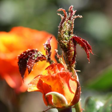 Bladlus i haven - skal jeg gøre noget?